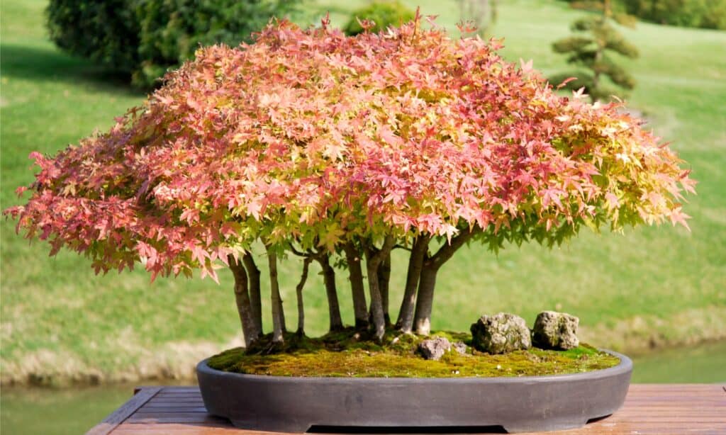 Types of Bonsai Trees