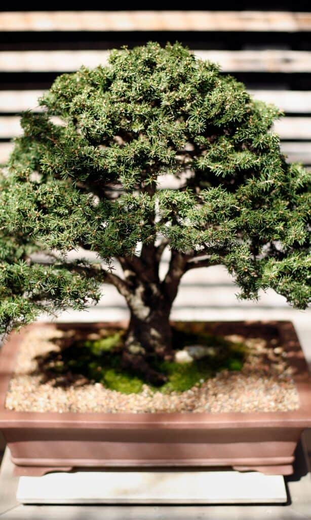 types of bonsai trees 