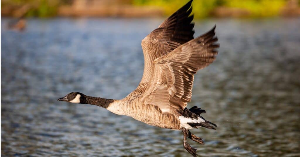 Canadian goose in flight about the water