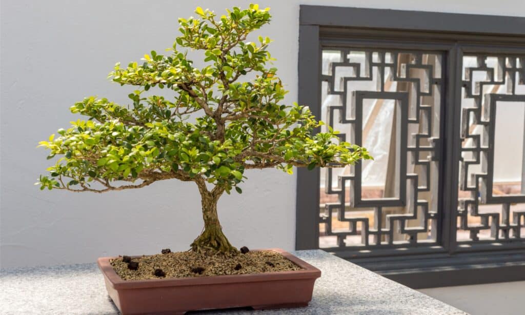 types of bonsai trees 