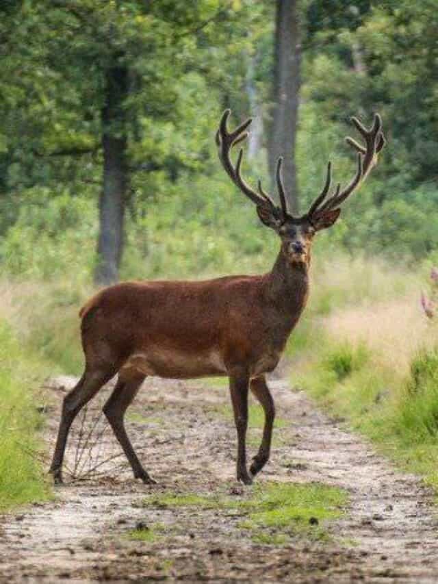 buck in the pathway