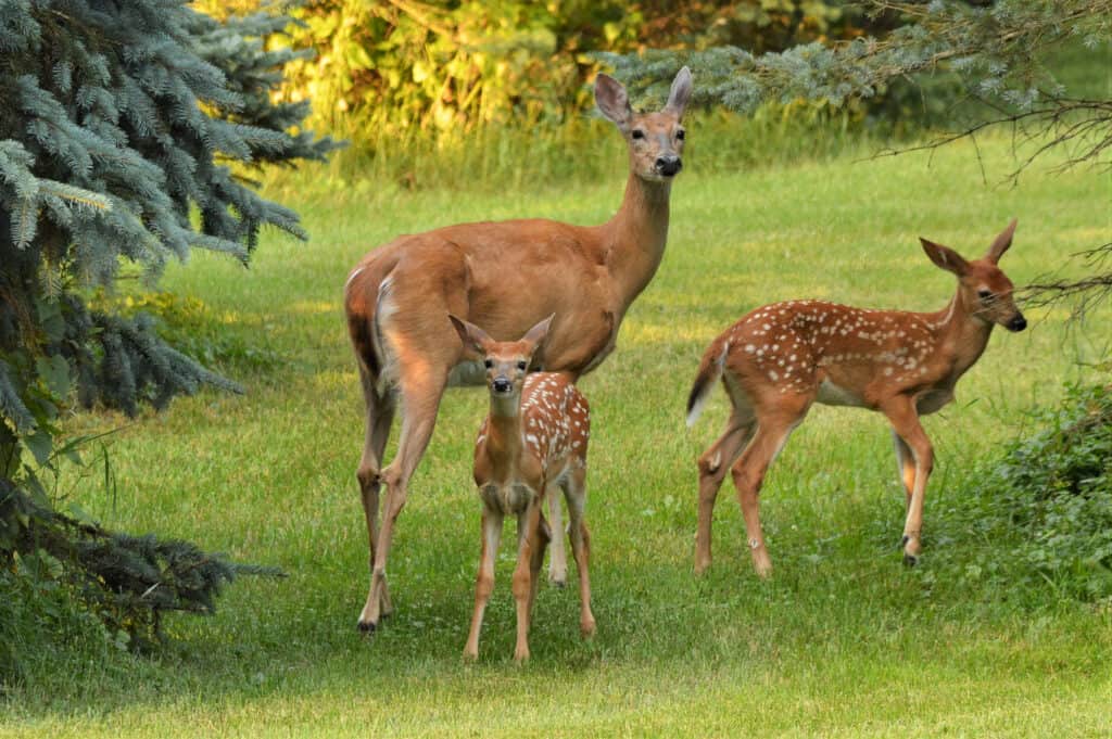 three deer in yard