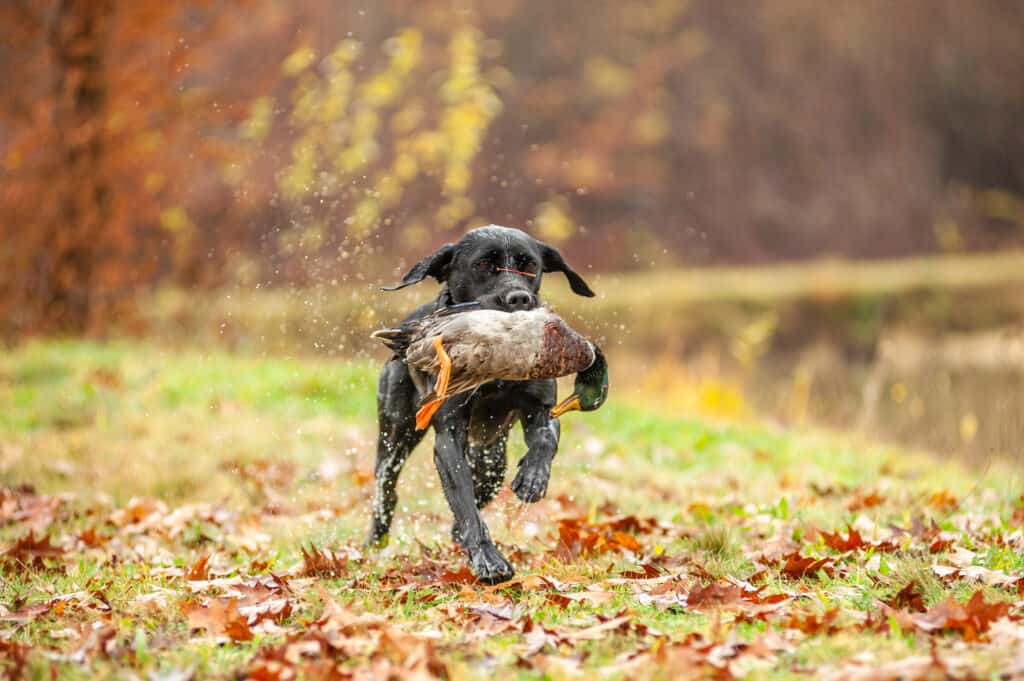 dog with duck in mouth