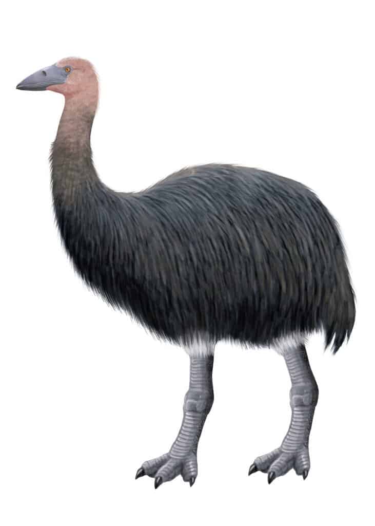 Cassowary Size - Elephant Bird