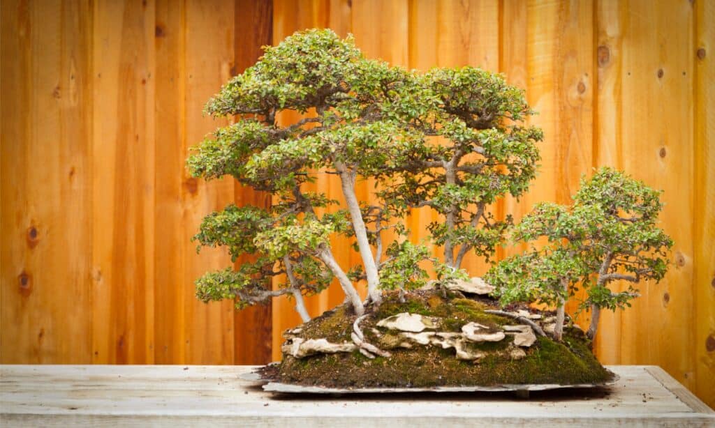 Types of Bonsai Trees