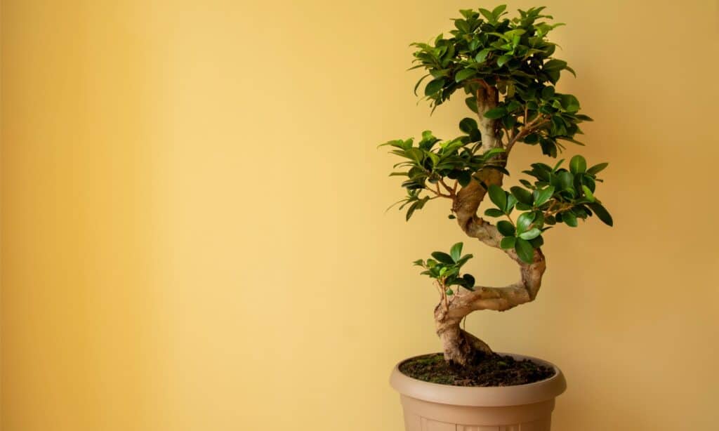 Types of Bonsai Trees