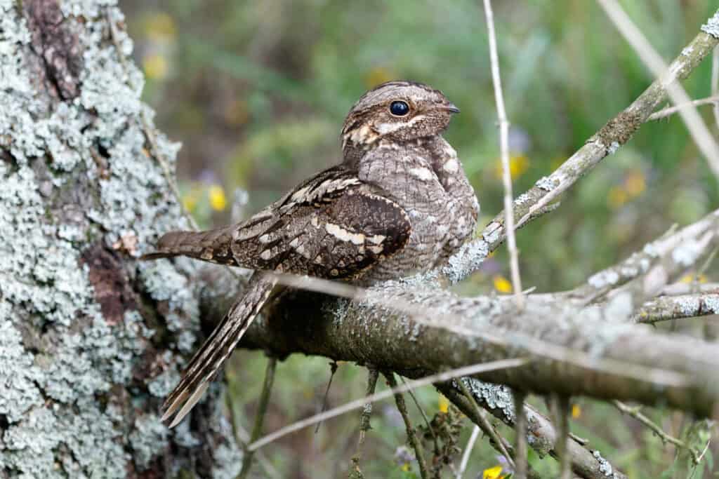 European nightjar in a tree