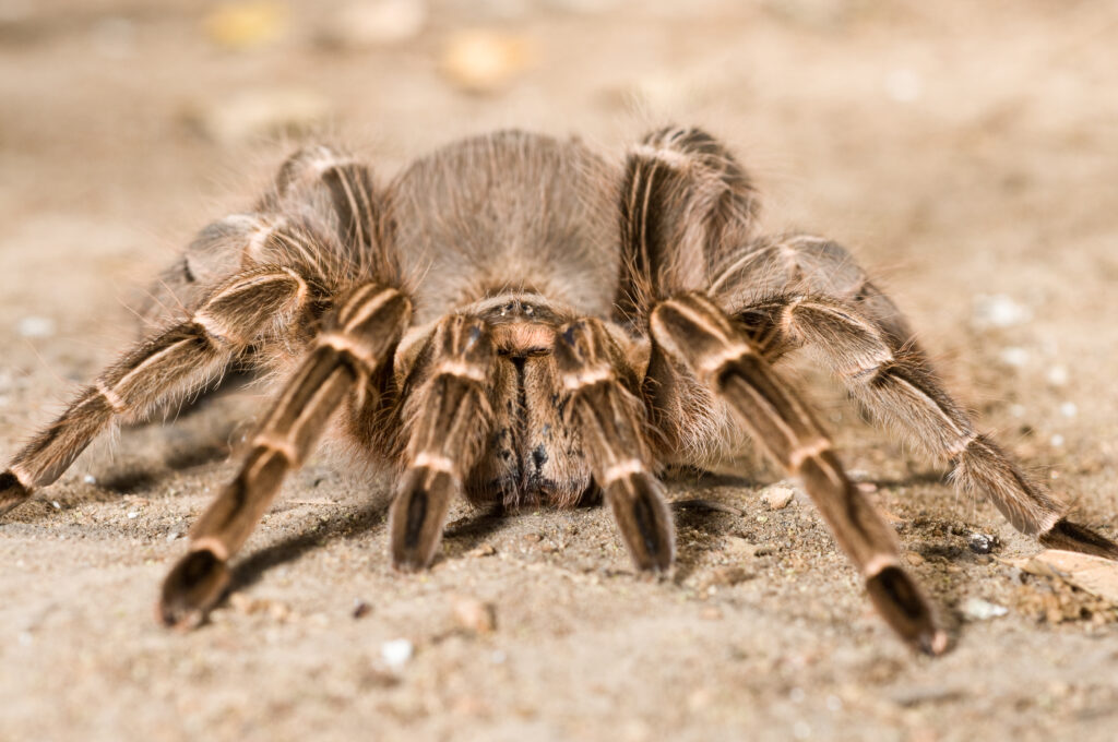 zebra tarantula