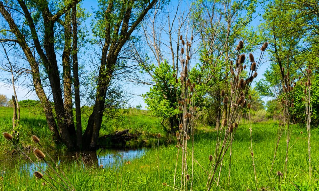 Prairie, Illinois, Open, Agricultural Field, Beauty