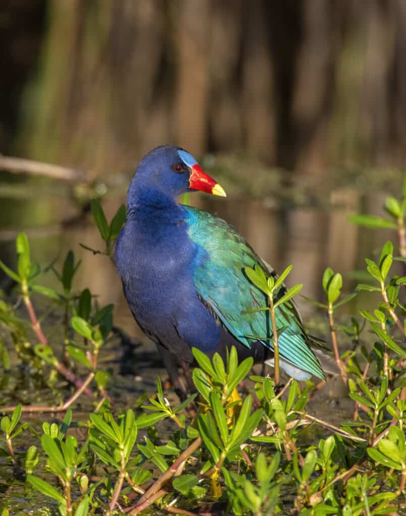 Purple Gallinule in a bush