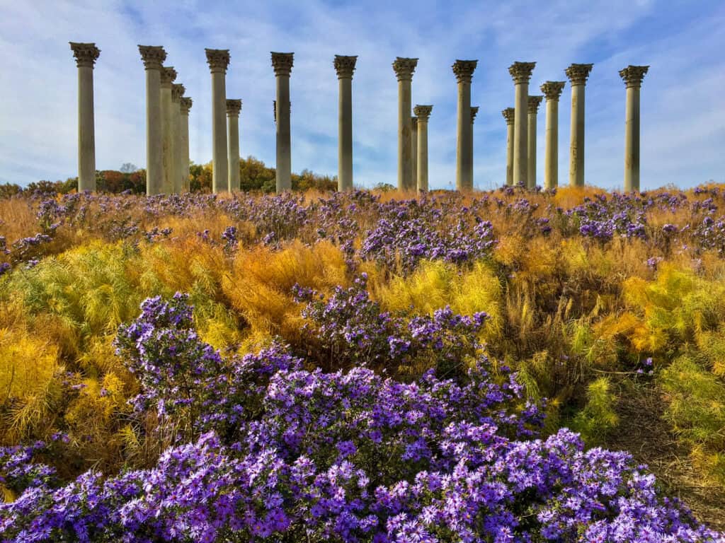 United States National Arboretum, USA, Washington DC, Flower, Horizontal