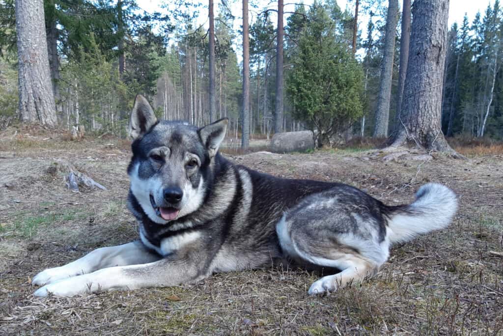 Swedish elkhound lying down