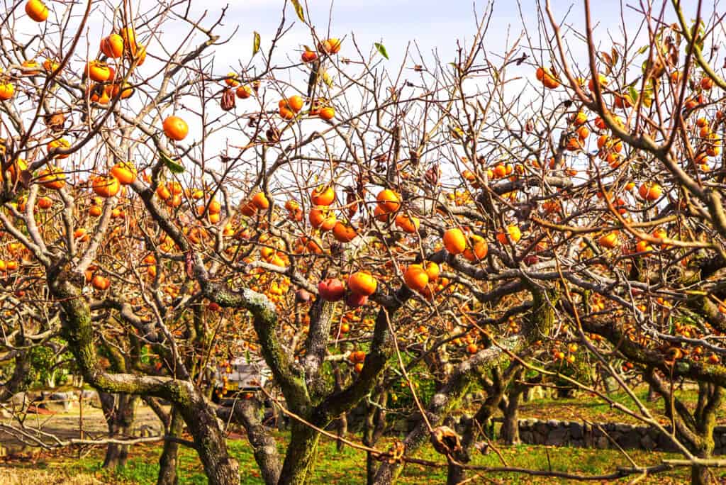 Persimmon, Persimmon Tree, Farm, Asia, Japan