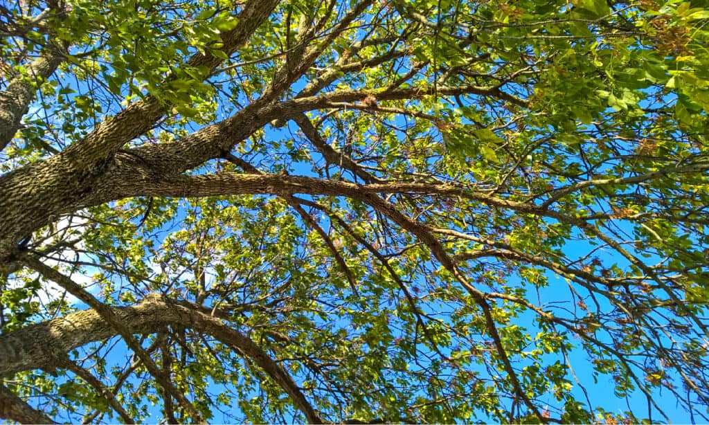 Autumn Leaf Color, Blue, Branch - Plant Part, Color Image, Green Ash