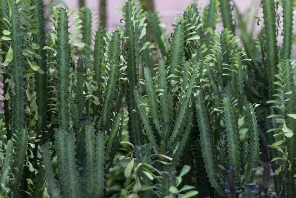 Euphorbia trigona