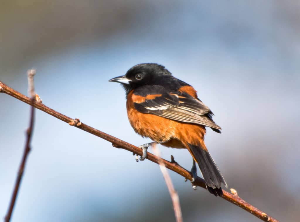 Orchard oriole on a branch