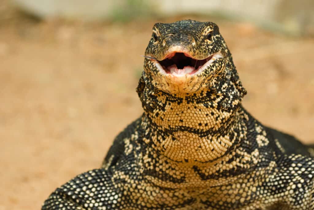 Water monitor lizard