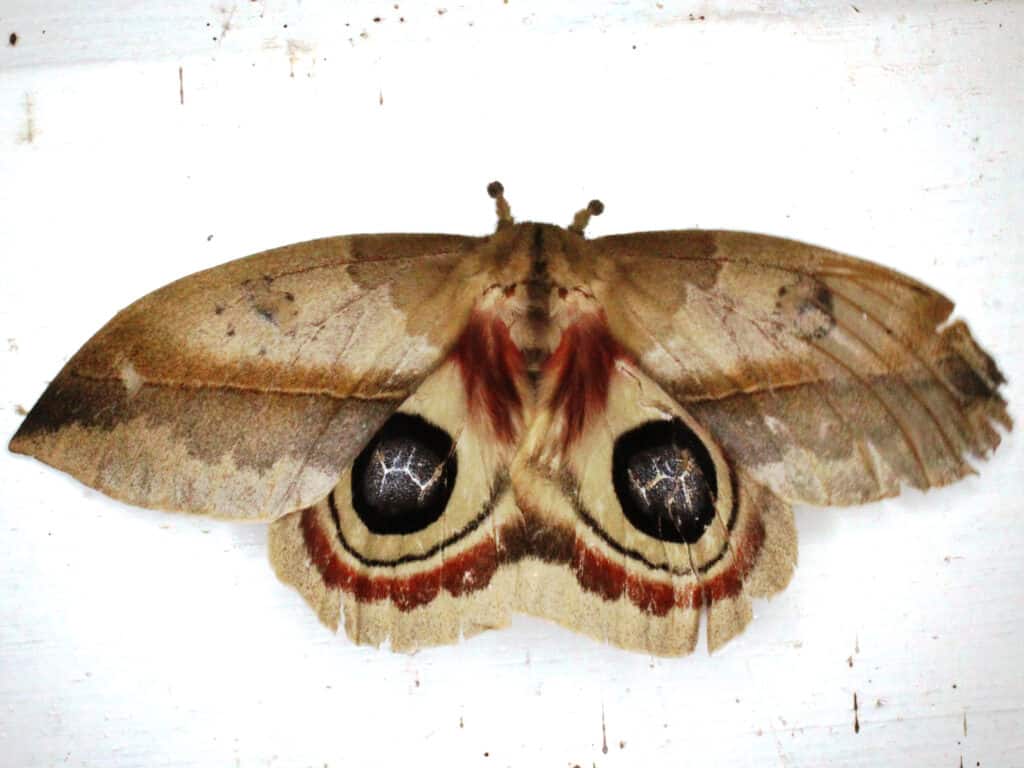 Saturniidae moth on a white background