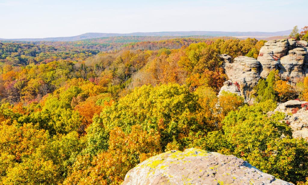 Illinois, South, Carbondale - Illinois, Autumn, Camel