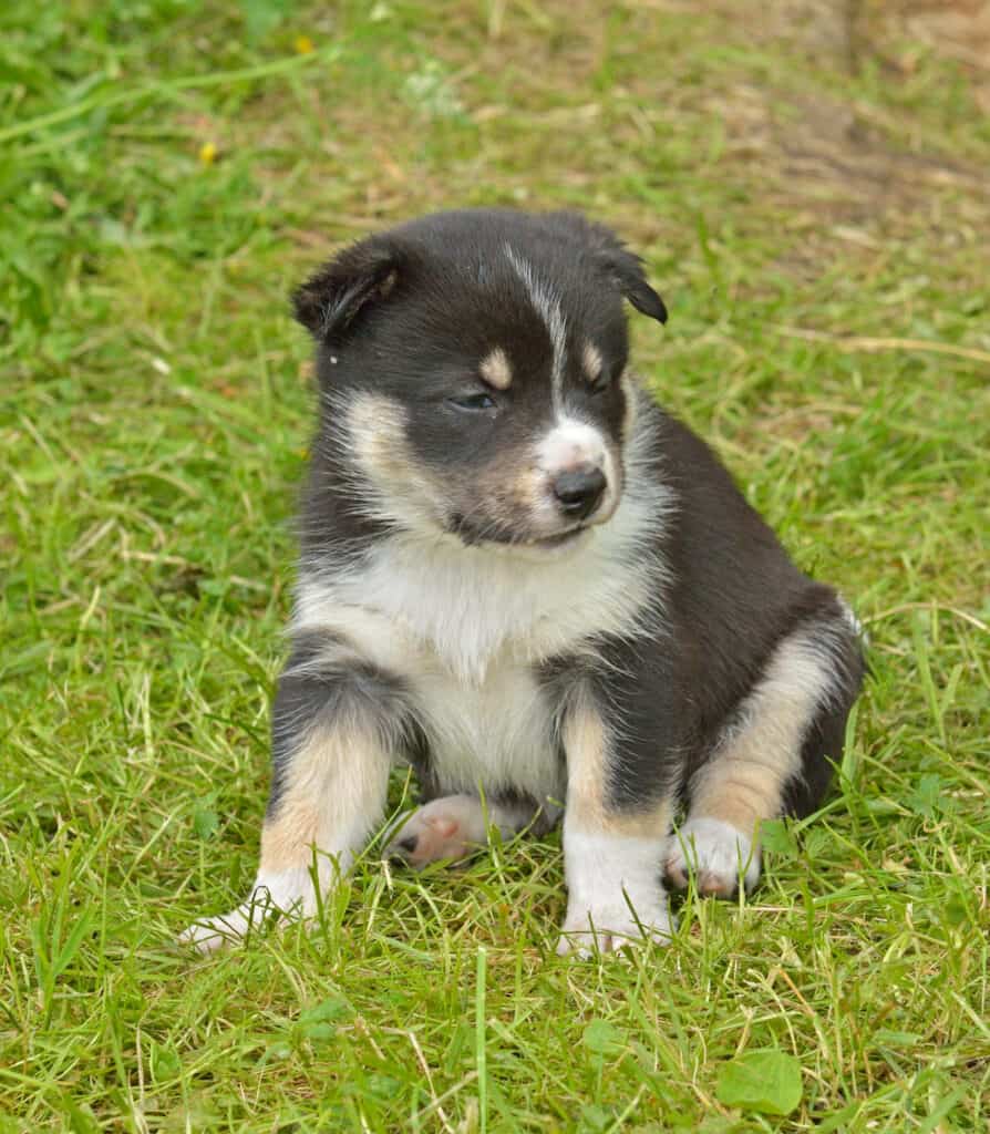 Swedish Lapphund puppy