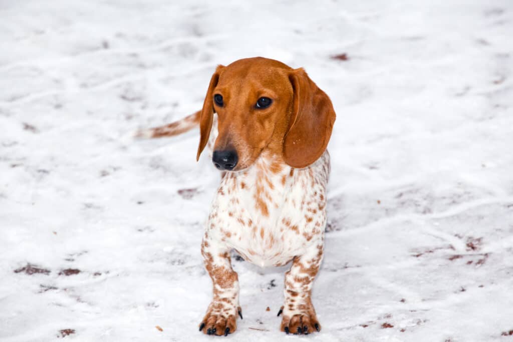 Brown Piebald Dachshund