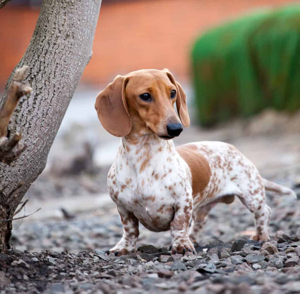 Piebald Dachshund outside