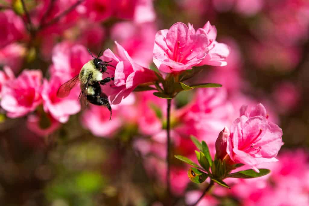 azalea