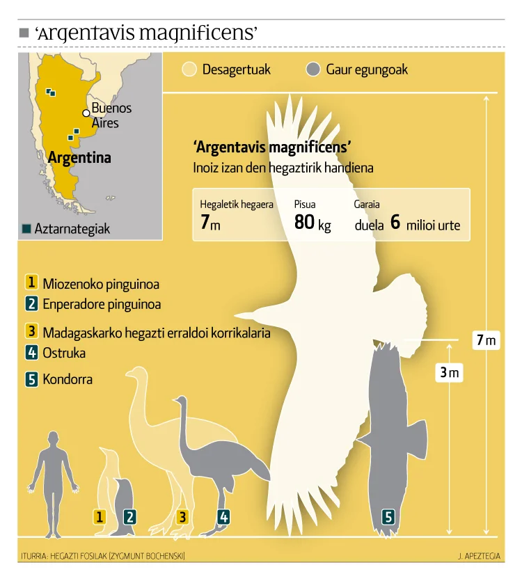 Argentavis magnificens