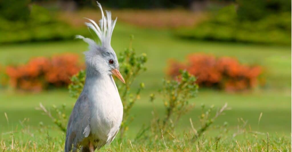 kagu with orange flowers in background