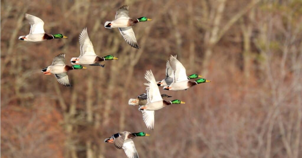 mallards in flight