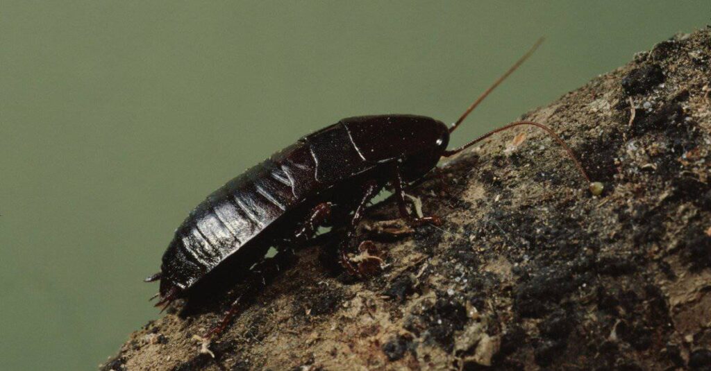 Black Cockroach - Oriental Cockroach