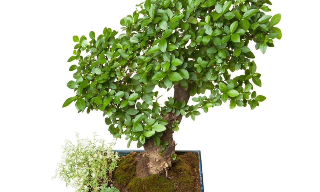 types of bonsai trees 