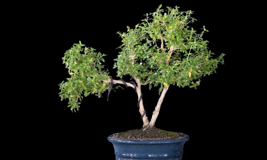 types of bonsai trees 