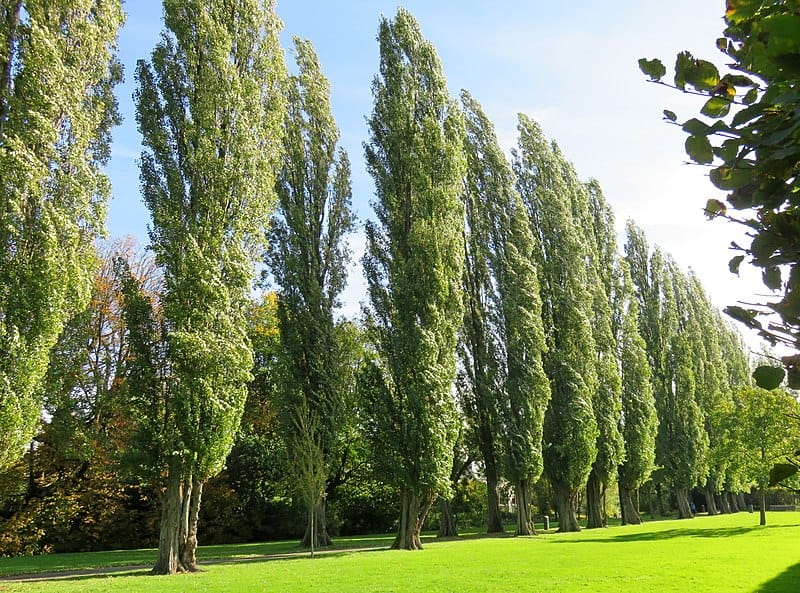 Lombardy poplar tree