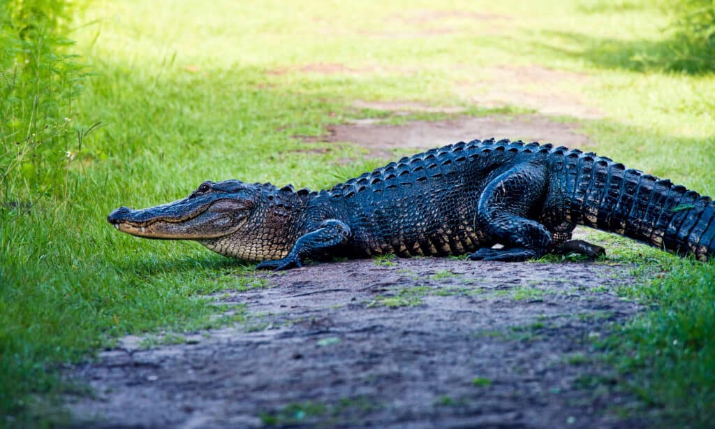 alligator poops