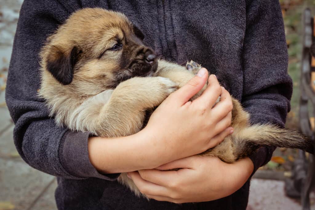 Sarplaninac puppy