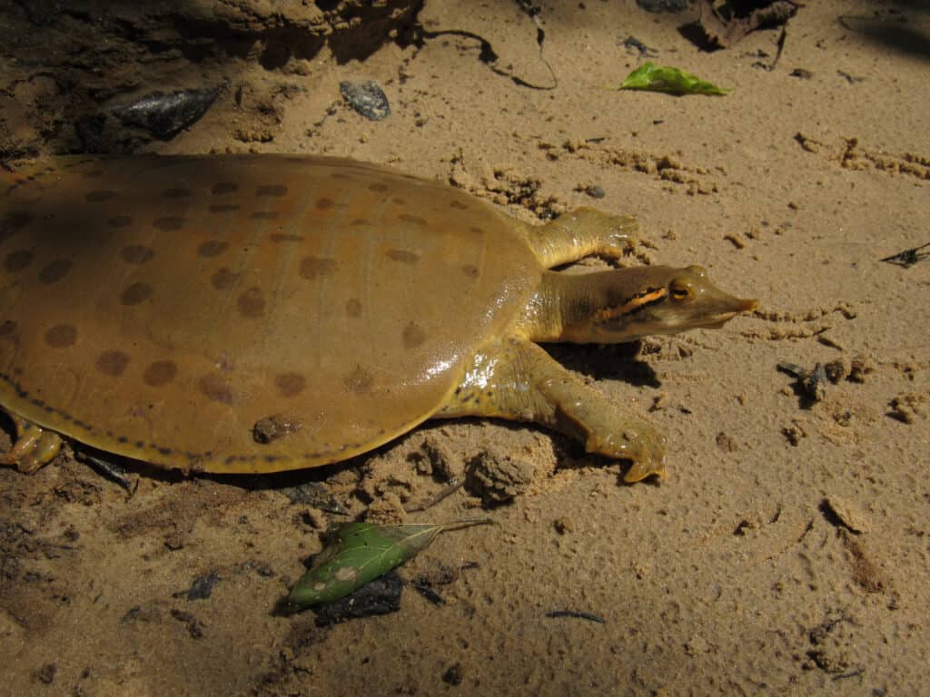 Softshell turtle