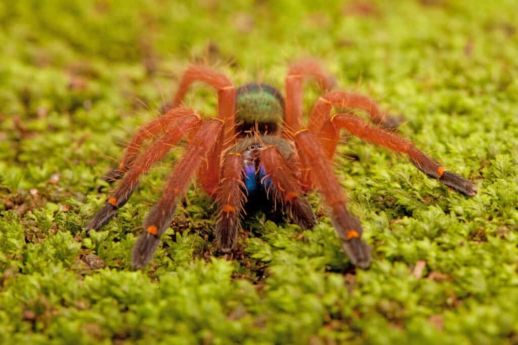 Blue Fang Skeleton Tarantula (Ephebopus cyanognathus) on green moss