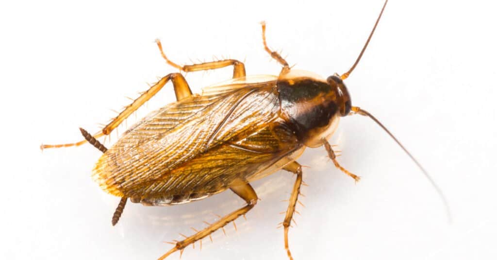 German Cockroach