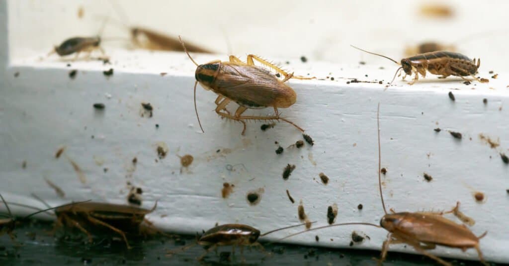 Types of Cockroaches - German Cockroach