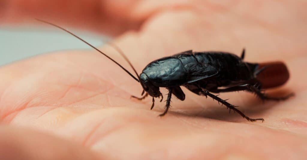 Types of Cockroaches - Oriental Cockroach