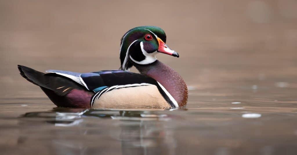 What Do Wood Ducks Eat - Wood Ducks Swimming