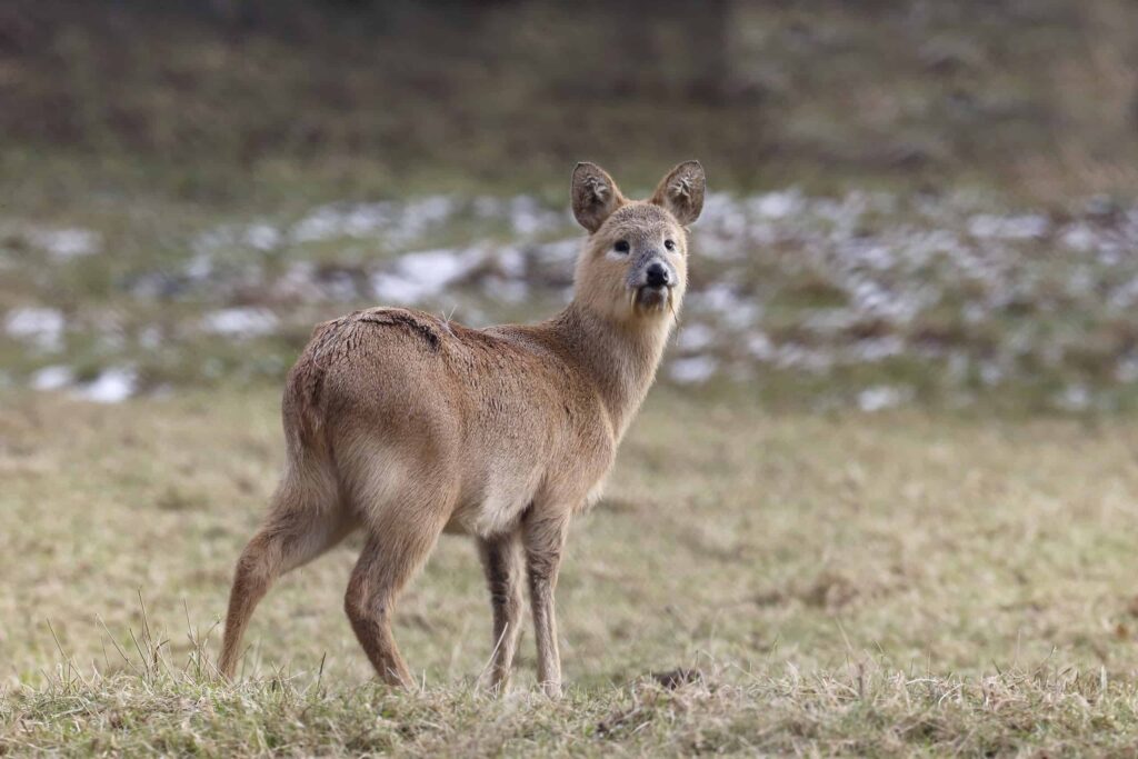 Water deer