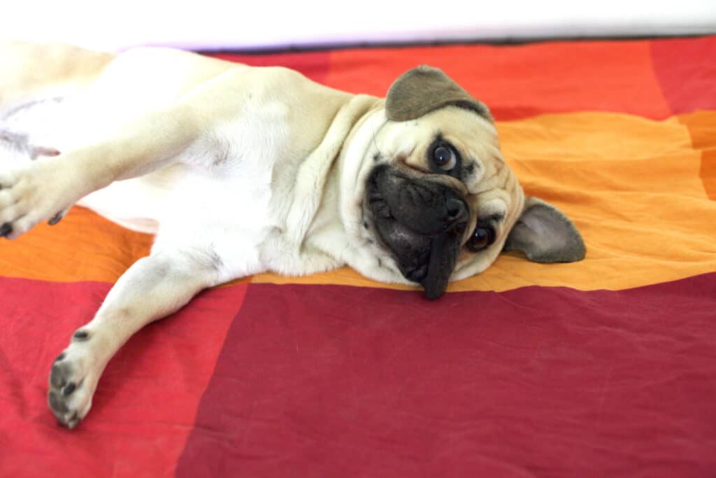 frug on a rug