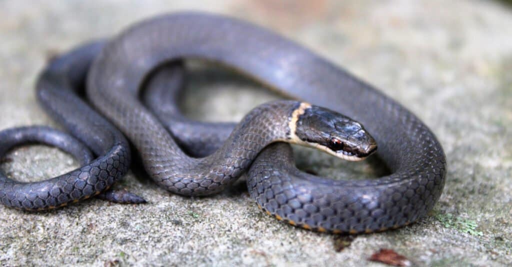 Ring-necked Snake (Diadophis punctatus)