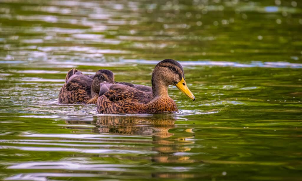 Mexican Ducks