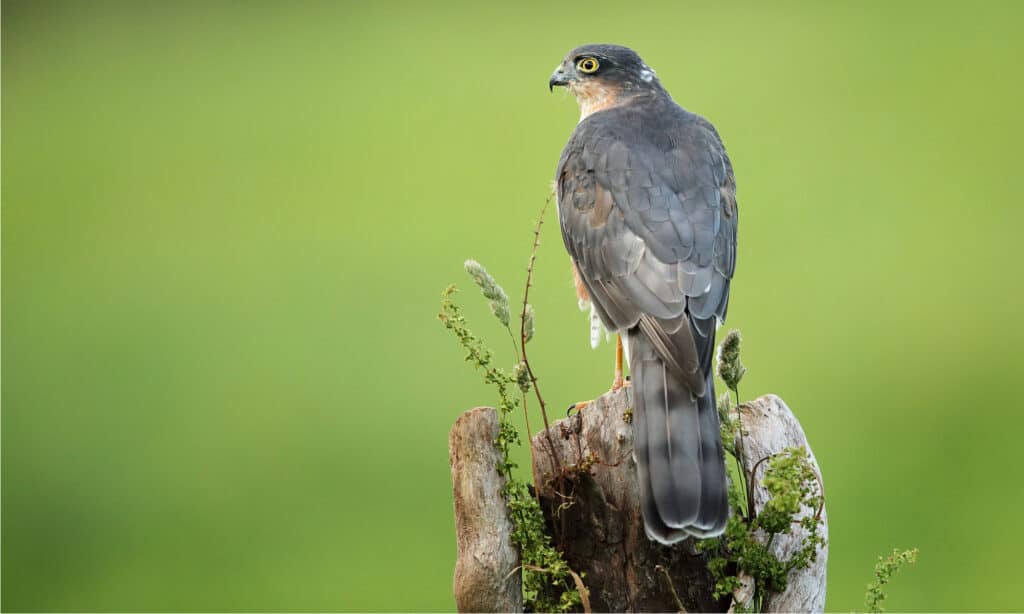 sparrowhawk