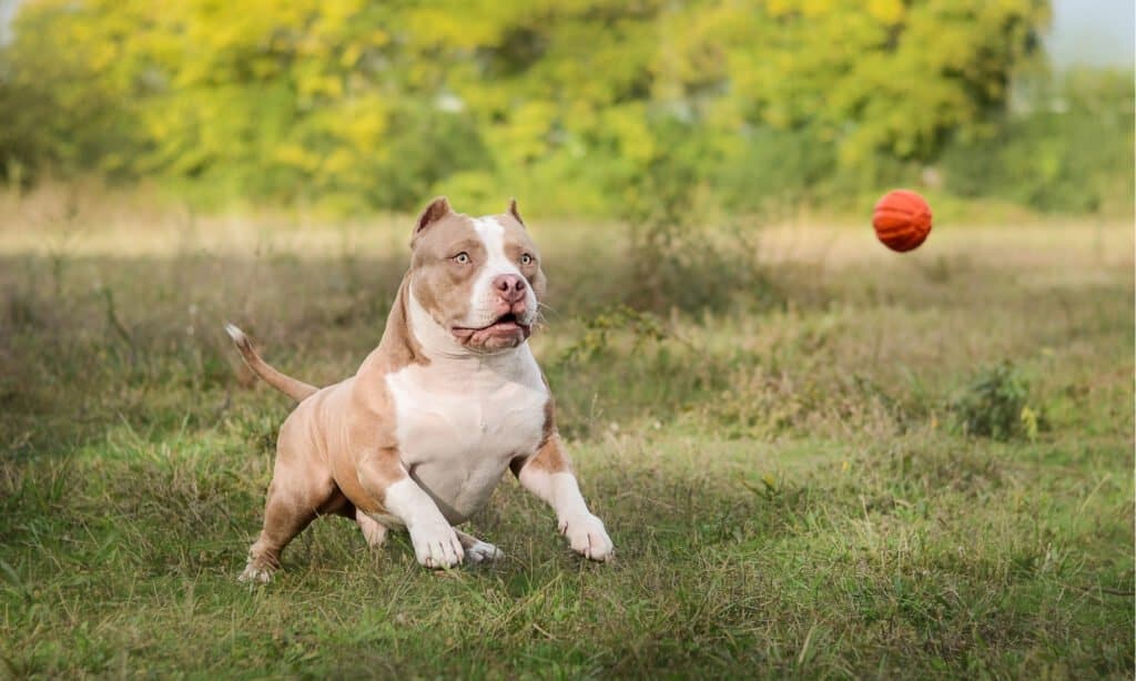 american bully 