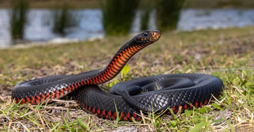 Snakes in Maine - Red-Bellied Snake