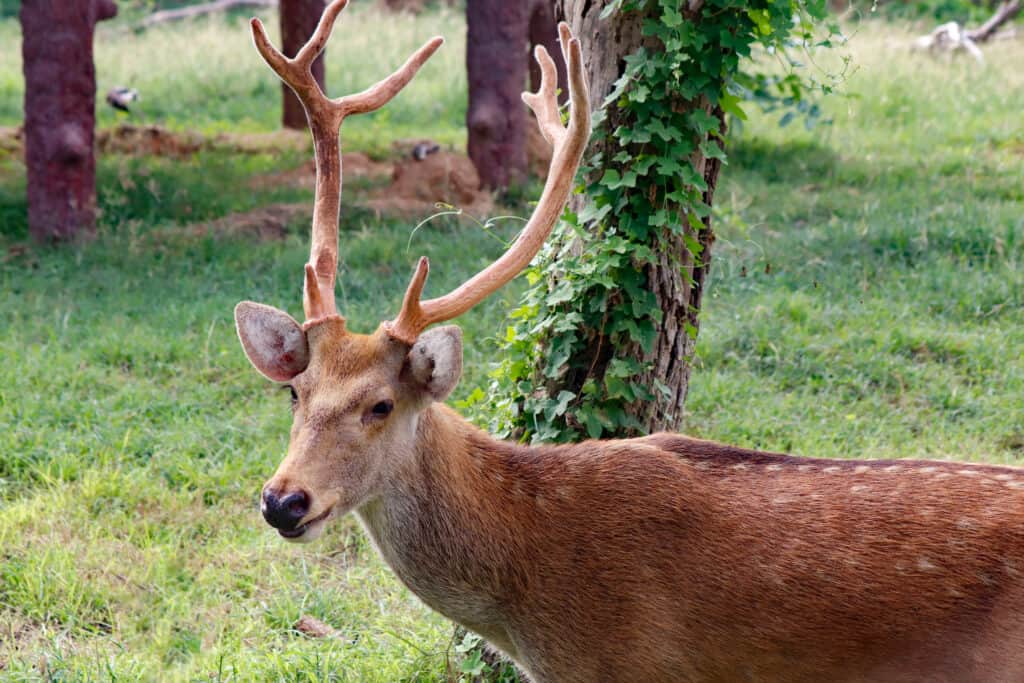 Swamp deer